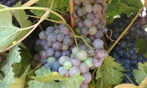 Parte utilizzata il frutto fresco caratterizzato da grande dolcezza. Uva In Crescita Come Ottenere Quantita Epiche Di Frutta Dalla Vite Generazione Post