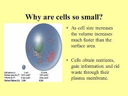 Being a continuous sheet, the membrane allows normal intracellular processes to continue without interruptions from the external environment. Cells And Their Amazing Organelles Cells Can Be Prokaryotic No Membrane Bound Organelles Eukaryotic Membrane Bound Organelles Ppt Download