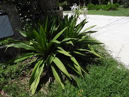 Image result for Crinum asiaticum