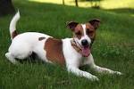 Parson Russell Terrier Dog Breed Profile | Petfinder