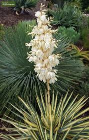 Image result for Yucca gloriosa