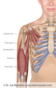 In the arm and shoulder, there are so many important muscles that allow you to move your upper limb. Muscles Of The Anterior Arm Deep View Learn Muscles