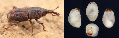 Flour mites and weevils are common kitchen pests that are often found in pantries and dry food cupboards. Stored Product Pests Bug Catchers Pest Control
