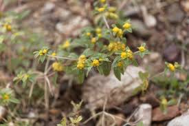 Image result for Flaveria bidentis