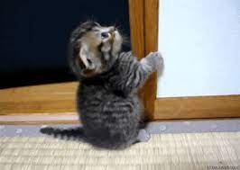 Baby Cats Cannabliss Anak Kucing Gemas Binatang Lucu Bayi Kucing