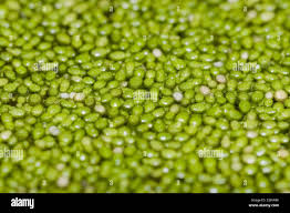 Image result for Wolffia