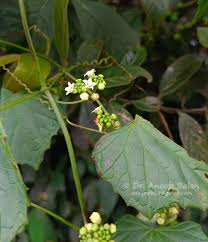 Image result for Zehneria