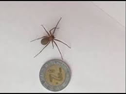 Toda la información que debes saber acerca de la araña violinista o de rincón. Conozca Mas Sobre La Arana Violinista