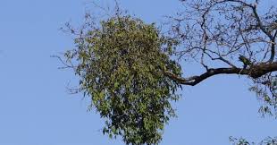 Check spelling or type a new query. Bagaimana Cara Mengatasi Benalu Media Ilmu