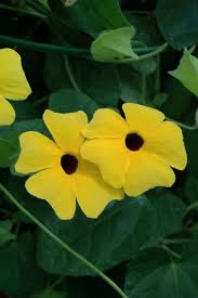 Image result for Thunbergia annua