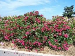 Elle se plait particulièrement en pleine terre, mais elle peut également être cultivée en pot ou en bac et prendre place sur un balcon ou une terrasse exposée plein sud. Le Laurier Rose Culture Plantation Taille Entretien Etc Youtube