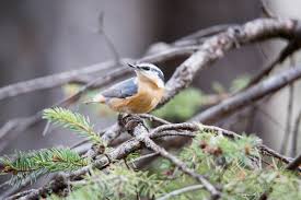 Eurasian nuthatch (sitta europaea) peaking in a nesting hole, animal wild. Red Breasted Nuthatch Audubon Field Guide