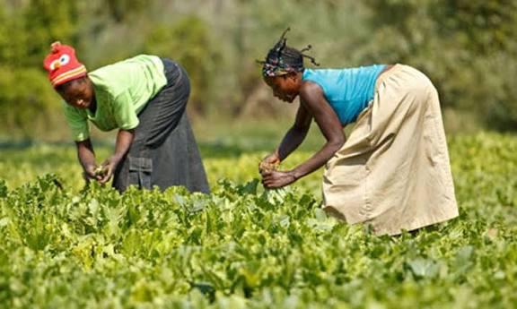 Champ agricole sous un ciel nuageux