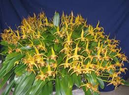 Image result for Bulbophyllum josephi
