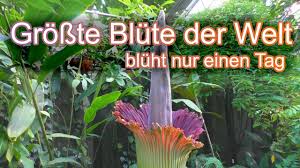 Website die gaerten der welt marzahn hellersdorf Titanwurz Die Grosste Blute Der Welt Youtube