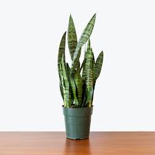 Image result for Sansevieria pedicellata