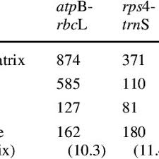 Image result for Elaphoglossum macropodium