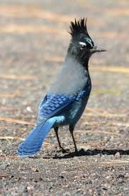 For birders and identification of wild birds. Steller S Jay Wikipedia