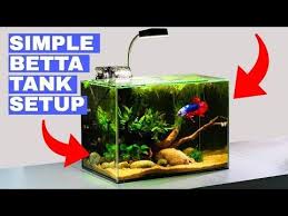 Building A Simple Betta Tank Tutorial Youtube In 2020 Betta Tank Betta Betta Fish Tank