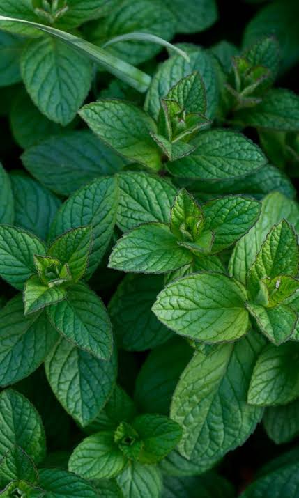 Menta