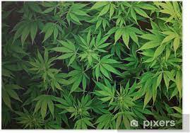 Trying to find a marijuana wallpaper for your phone, pc, tablet or stonerdays isn't a weed wallpaper site, but it is a cannabis site that has an exclusive section. Poster Weed Wallpaper Pixers Wir Leben Um Zu Verandern