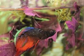 Pin By Rachel Higgs Depp On Betta Things Betta Fish Care Betta Fish Cool Pets