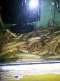 However, its real name is the asian arowana. Dragon Fish Now Available Aquarium Fish For Sale Philippines Facebook