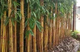 Selain itu, harga yang lebih tinggi menjadi kelebihan tersendiri sehingga dimanfaatkan oleh banyak pihak untuk dijadikan bisnis yang menghasilkan. 13 Jenis Tanaman Pagar Hidup Untuk Kebun Dan Manfaatnya Dosenpertanian Com