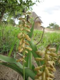 Image result for Chlorophytum macrophyllum
