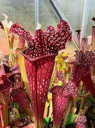 Image result for Diaphananthe sarcophylla