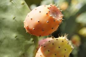 It is more of how the body signals the immune system to repair any damaged tissues as well as defending it against bacteria and viruses. Fruit Cactus Prickly Pear Free Photo On Pixabay