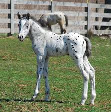 Learn about its origin, uses, and other factors that make this appaloosa horse: Appaloosa Foal Baby Horses Appaloosa Horses Horses
