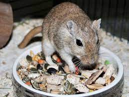 However, too many treats can be bad for the gerbil's health. What Do Gerbils Eat Best Food For Pet Gerbil Vivo Pets
