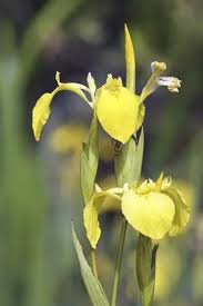 Image result for Iris pseudacorus