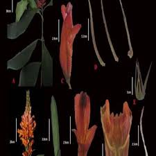 Image result for Dicliptera laxata