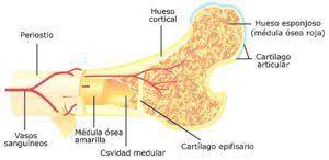 Pin En Huesos