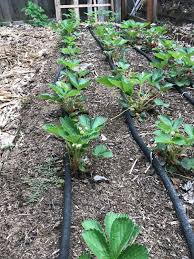 The Pros And Cons Of Irrigation Systems The Reflector
