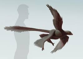 Maybe you would like to learn more about one of these? Largest Flying Dinosaur Four Wings On Changyuraptor Kept It From Crash Landing