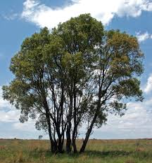 Image result for Faurea