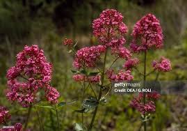 Image result for Valerianaceae