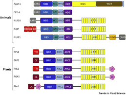 What are the five similarities between plant and animal cells. Plant And Animal Innate Immunity Complexes Fighting Different Enemies With Similar Weapons Trends In Plant Science