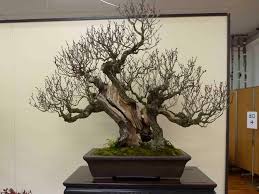 Bonsai tree shape may vary from shown. Japanese Flowering Plum Basics Peter Tea Bonsai