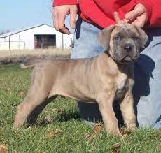 Beautiful Cane Corso Pup Cane Corso Puppies Cane Corso Dog Corso Dog