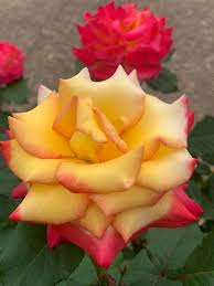 Fackner in the the green lawn: Tyler Municipal Rose Garden Visit Tyler