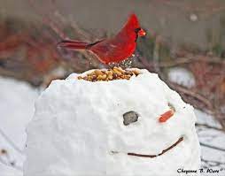 Pin By Catherine Feeney On Wintertide Winter Bird Winter Bird Feeders Winter Fun