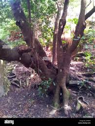 Image result for Curtisia dentata