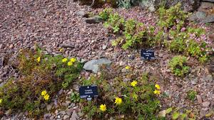 Image result for Ursinia montana