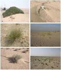 Image result for Centropodia