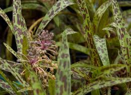 Image result for Ledebouria macowanii