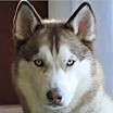 Siberian Husky Puppies For Sale Near Me